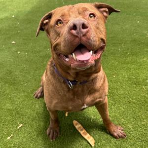 A brown dog with a happy expression, sitting on green artificial grass. The dog has a blue collar and is looking directly at the camera with its mouth open, showing its tongue. There is a bone-shaped treat on the ground in front of the dog.