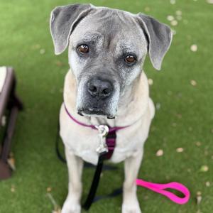 Benelli, Mixed Breed (Large), senior, available for adoption