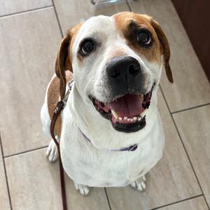 Hazel, Mixed Breed (Medium), adult, available for adoption