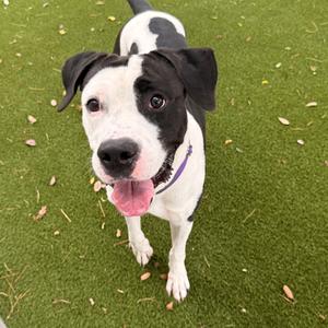 Pongo, Mixed Breed (Large), adult, available for adoption