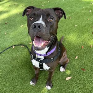 Hooza Gudboi, Mixed Breed (Large), adult, available for adoption