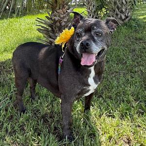 Blue, Mixed Breed (Large), senior, available for adoption