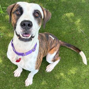 Pretzel, Mixed Breed (Large), adult, available for adoption