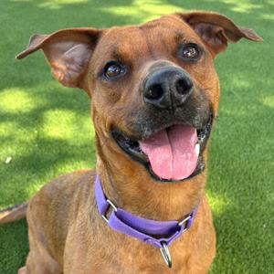 A brown dog with a purple collar is sitting on a grassy lawn, looking up with its mouth open and tongue out.