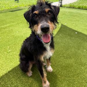 Hannah, Mixed Breed (Small), adult, available for adoption
