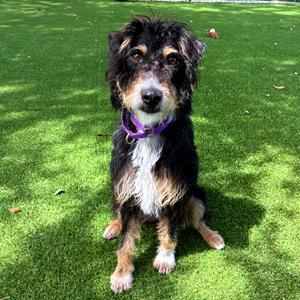 Hannah, Mixed Breed (Small), adult, available for adoption