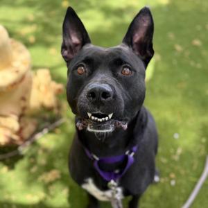 Bellamy, Mixed Breed (Large), adult, available for adoption