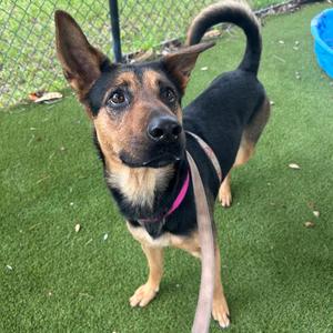 A black and tan dog with perked ears standing on green artificial grass, wearing a pink collar and leash.