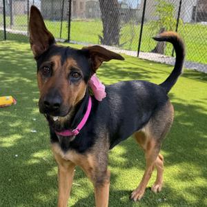 Celtic, Mixed Breed (Medium), adult, available for adoption