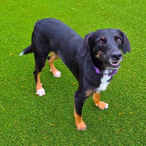 Fiji, Mixed Breed (Medium), adult, available for adoption