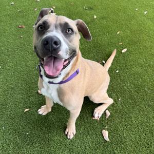 Canelo, Mixed Breed (Large), adult, available for adoption