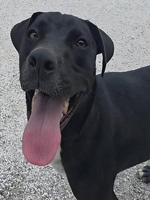 USOPP, Labrador Retriever, young, available for adoption