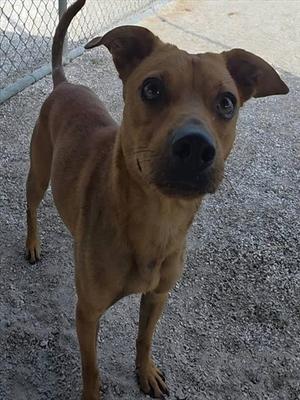 A brown dog standing on a gravel surface, looking directly at the camera with its ears perked up.