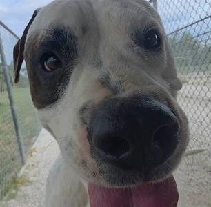 Close-up of a dog's face with a chain-link fence in the background