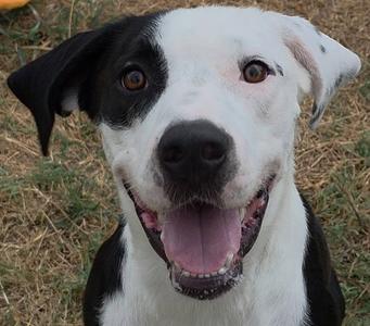 SPOOKY, Labrador Retriever, adult, available for adoption