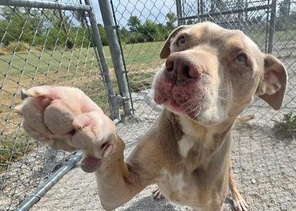 A light-colored dog with a pink nose and floppy ears is standing on its hind legs, reaching up with its front paw against a chain-link fence. The dog appears to be in an outdoor enclosure with a grassy area in the background.