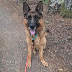 German Shepherd dog sitting on a forest path