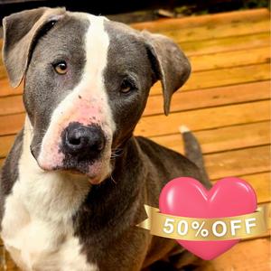 Nita, Mixed Breed (Medium), adult, available for adoption