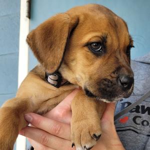 Laney, Mixed Breed (Medium), puppy, available for adoption