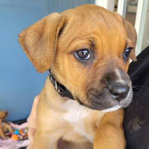 Ella, Mixed Breed (Medium), puppy, available for adoption