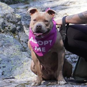 Maia, Terrier, American Pit Bull, adult, available for adoption