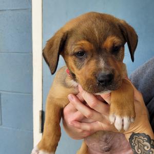 Sampson, Mixed Breed (Medium), puppy, available for adoption