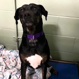 Fiona Destroyer of Galaxies, Retriever, Black Labrador, adult, available for adoption