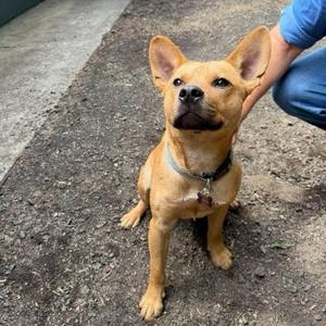 Chilli, Cattle Dog, Australian (Red Heeler), young, available for adoption