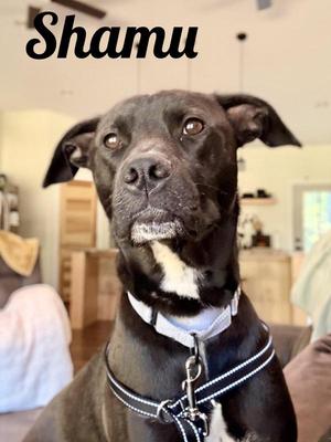 Shamu, Black Labrador Retriever, adult, available for adoption