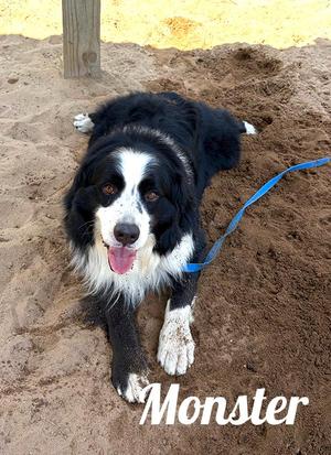 Monster, Bernese Mountain Dog / Australian Shepherd, adult, available for adoption