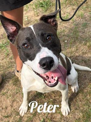 Peter, Bull Terrier / American Staffordshire Terrier, adult, available for adoption