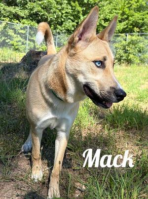 Mack, Husky / Labrador Retriever, young, available for adoption