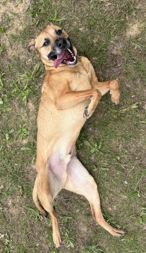 A happy tan dog rolling on its back in the grass with its tongue hanging out.