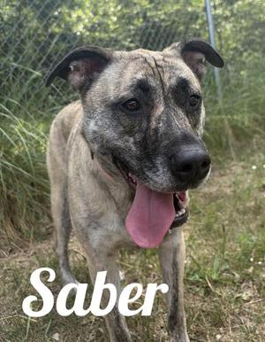 A brindle-colored dog with a black muzzle and ears, standing outdoors with its tongue out, named Saber.