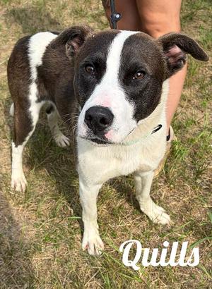 Quills, Bull Terrier / American Staffordshire Terrier, adult, available for adoption