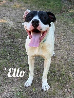 A black and white dog standing in grass with its tongue hanging out and the word 'Ello' written on the image.
