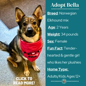 A German Shepherd mix dog wearing a red bandana with a black cat design, sitting on a carpeted floor. The text on the right side of the image provides information about the dog named Bella, including her breed, age, weight, sex, and personality traits. The text also mentions that she is a tender and gentle girl who likes her plushies and is suitable for adults and kids aged 12 and up. There is a call to action at the bottom left corner that says "CLICK TO READ MORE!"