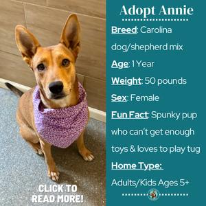 A brown and white dog wearing a purple bandana, sitting on a tiled floor. The dog has perked ears and is looking directly at the camera. The image is accompanied by text describing the dog's details, including breed, age, weight, sex, fun facts, and home type. The text also includes a call to action to read more.