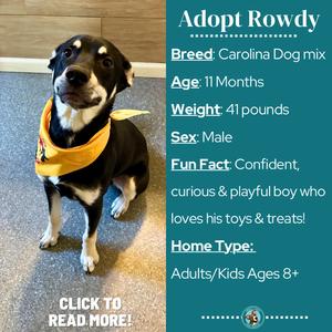 A black and white dog with a yellow bandana sitting on a carpeted floor. The dog has a friendly expression and is looking directly at the camera. The background is a wooden wall and a blue carpet. There is text on the right side of the image that provides information about the dog, including its breed, age, weight, sex, fun fact, and home type. The text also includes a call to action to click to read more.