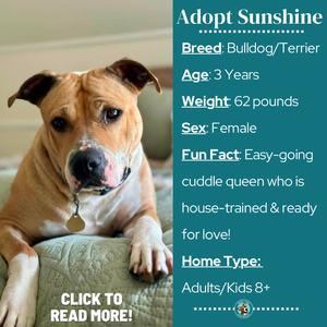 Sunshine, Bulldog, adult, available for adoption