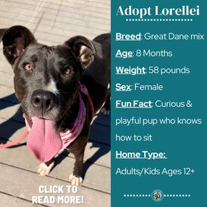 Lorellei, Great Dane, young, available for adoption