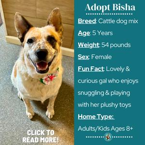 A cheerful Cattle dog mix named Bisha, wearing a red flower collar, sitting on a carpeted floor with a wooden door in the background.