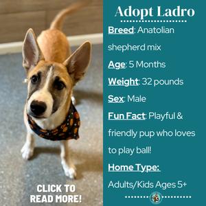 Ladro, Shepherd, puppy, available for adoption