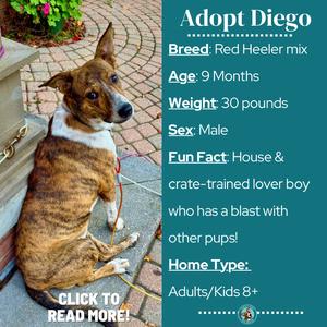A brown and white dog sitting on a brick patio, with text on the right side providing information about adopting Diego, a Red Heeler mix. The text includes details such as age, weight, sex, fun fact, and home type. The dog is looking to the side, and there is a plant in the background.