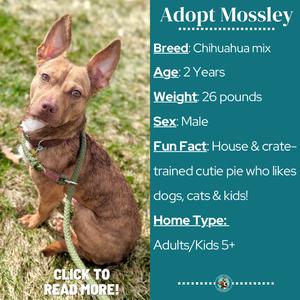 Mossley, Chihuahua, young, available for adoption