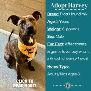 A brown and white dog wearing a yellow bandana with the text "Adopt Harvey". The dog is sitting on a tiled floor, looking up. To the right, there is a text box with information about the dog, including breed, age, weight, sex, fun fact, and home type. The text box is titled "Adopt Harvey" and includes a call to action to click to read more.