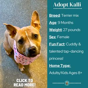 A brown and white dog wearing a pink bandana with white polka dots, sitting on a gray surface. The dog is looking directly at the camera with its ears perked up. To the right of the dog, there is text that reads "Adopt Kalli," followed by details such as breed, age, weight, sex, fun fact, and home type. At the bottom left corner, there is a call to action that says "CLICK TO READ MORE!".