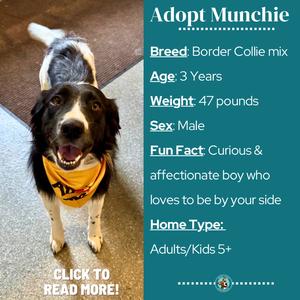 A black and white dog wearing a yellow bandana with the text "Adopt Munchie" on the left side of the image. The dog is standing on a carpeted floor, looking up with its mouth open. On the right side of the image, there is a blue box with information about the dog, including breed, age, weight, sex, fun fact, and home type. The text in the blue box reads: "Breed: Border Collie mix, Age: 3 Years, Weight: 47 pounds, Sex: Male, Fun Fact: Curious & affectionate boy who loves to be by your side, Home Type: Adults/Kids 5+". At the bottom left corner, there is a call to action that says "CLICK TO READ MORE!".