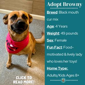 A brown dog wearing a red bandana, sitting on a wooden floor. The dog has a black muzzle and is looking directly at the camera. To the right of the dog, there is a text box with information about the dog named Browny, including breed, age, weight, sex, fun facts, and home type. The text box is titled 'Adopt Browny' and includes a button that says 'CLICK TO READ MORE!'