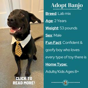 A black dog wearing a yellow tie and a white collar, standing on a carpeted floor.